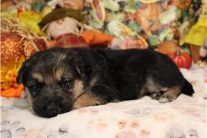 Renegade - German Shepherd for sale