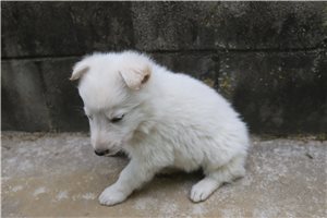 Charlotte - German Shepherd for sale