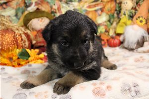 Lennox - German Shepherd for sale