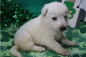 Nole - German Shepherd for sale