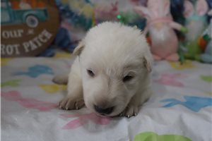 Carter - puppy for sale