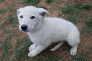 Nole - German Shepherd for sale