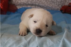 Nathan - German Shepherd for sale