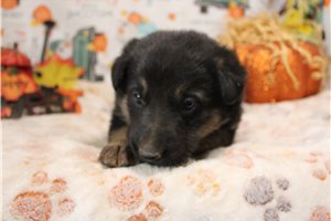 Ralph - German Shepherd for sale