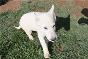 Maguire - German Shepherd for sale