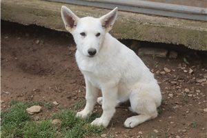 Norris - German Shepherd for sale
