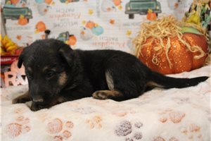 Ranita - German Shepherd for sale