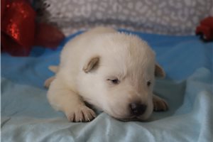 Norris - puppy for sale