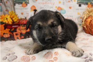 Layla - German Shepherd for sale