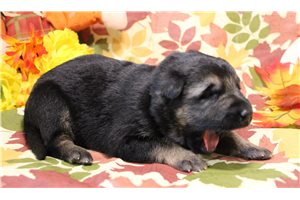 Randall - German Shepherd for sale