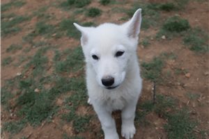 Malachi - German Shepherd for sale