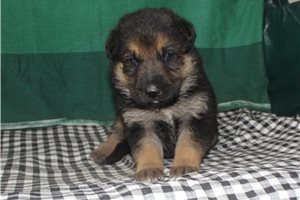 Lukas - German Shepherd for sale