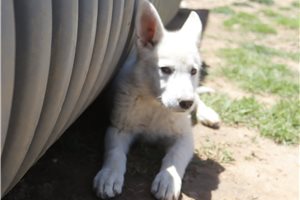 Magdalena - German Shepherd for sale