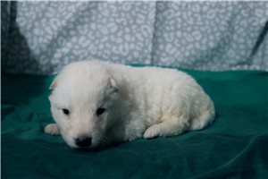 Mana - German Shepherd for sale