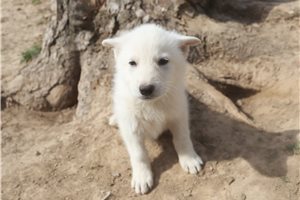 Magdalena - German Shepherd for sale