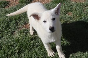 Maeve - German Shepherd for sale