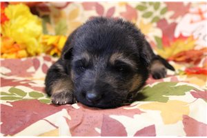 Rancher - German Shepherd for sale