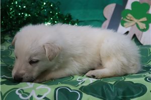 Norris - German Shepherd for sale