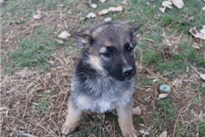 Vada - German Shepherd for sale