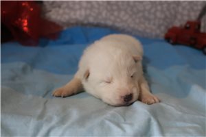Magdalena - puppy for sale