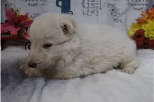 Charlotte - German Shepherd for sale