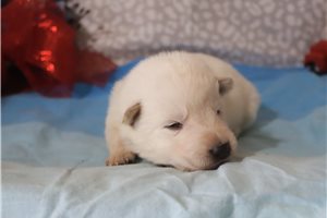 Nole - German Shepherd for sale