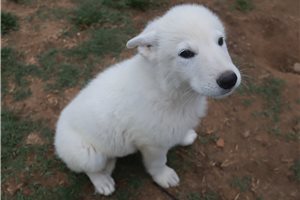 Maguire - German Shepherd for sale