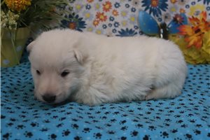 Charlotte - German Shepherd for sale