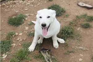 Maeve - German Shepherd for sale