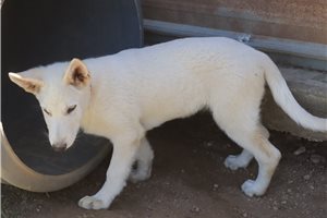 Nico - German Shepherd for sale