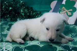 Neptune - German Shepherd for sale