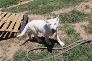 Maeve - German Shepherd for sale