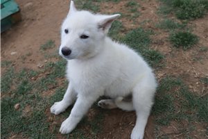 Mage - German Shepherd for sale