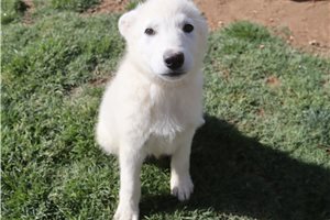 Mage - German Shepherd for sale