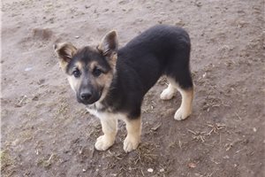 Fern - German Shepherd for sale