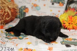 Leon - puppy for sale