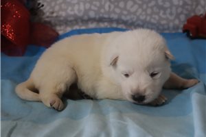 Nikki - German Shepherd for sale