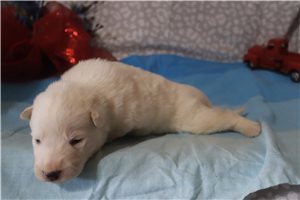 Maeve - puppy for sale