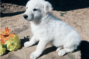 Nole - German Shepherd for sale