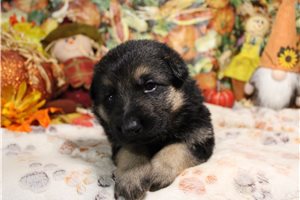 Rancher - German Shepherd for sale