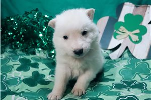 Mage - German Shepherd for sale