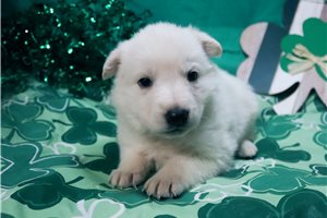 Mandy - German Shepherd for sale