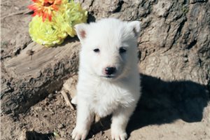 Maestro - German Shepherd for sale