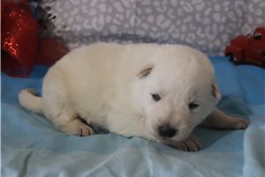 Nova - German Shepherd for sale