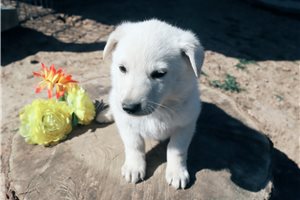 Nova - German Shepherd for sale