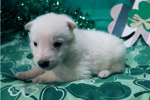 Magnum - German Shepherd for sale