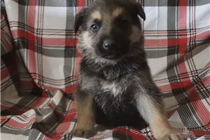 Tatum - German Shepherd for sale