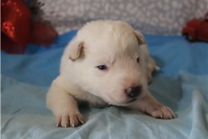 Nico - German Shepherd for sale