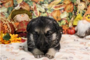 Layla - German Shepherd for sale