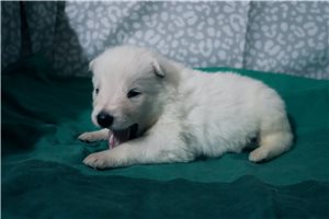 Makai - German Shepherd for sale